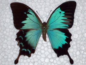 Ulysses Swallowtail gynandromorph - Australian Butterflies