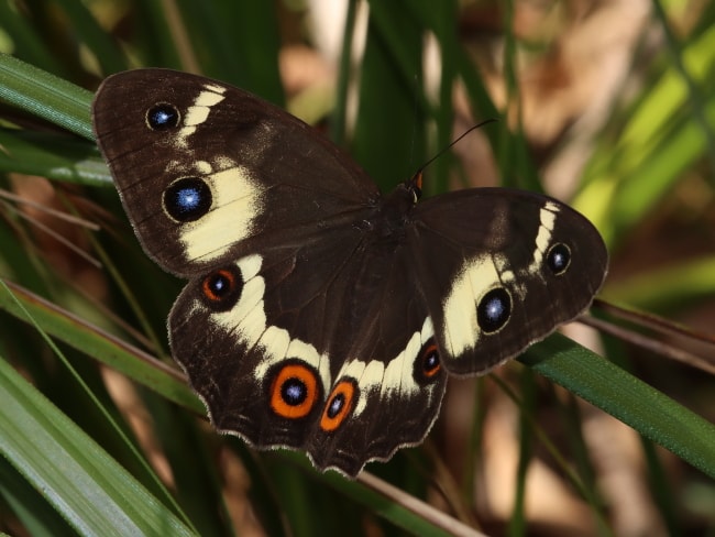 Tisiphone abeona regalis (Sword-grass Brown)