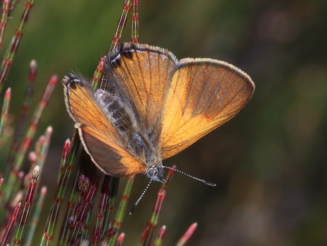 Acrodipsas aurata (Golden Ant-blue)