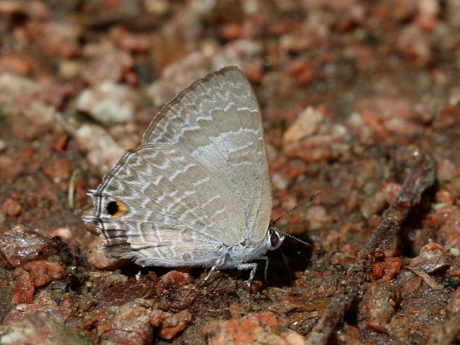 Anthene lycaenoides (Pale Ciliate-blue)