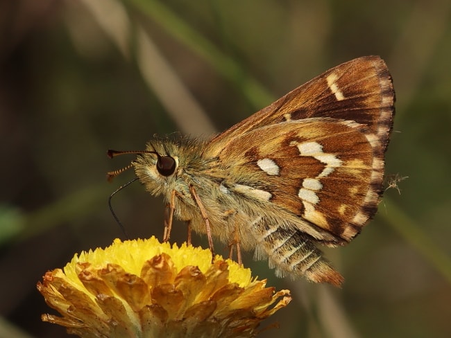 Atkinsia dominula (Two-brand Grass-skipper)