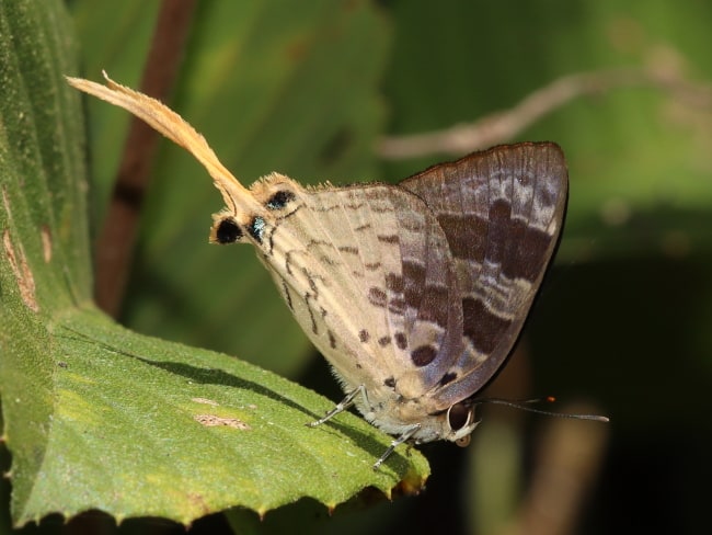 Bindahara phocides (Sword-tailed Flash)