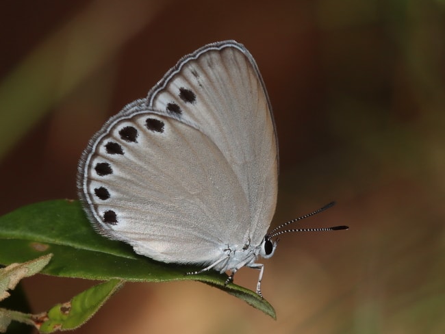 Candalides urumelia (Spotted Opal)