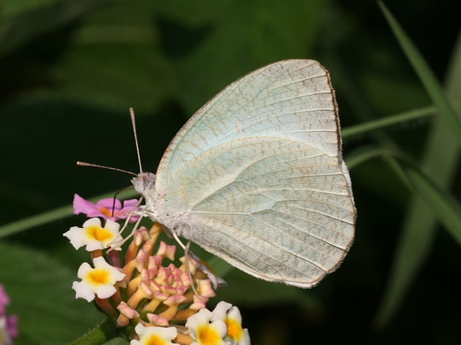 Catopsilia pyranthe (White Migrant)