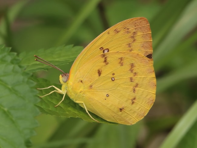 Catopsilia scylla (Orange Migrant)