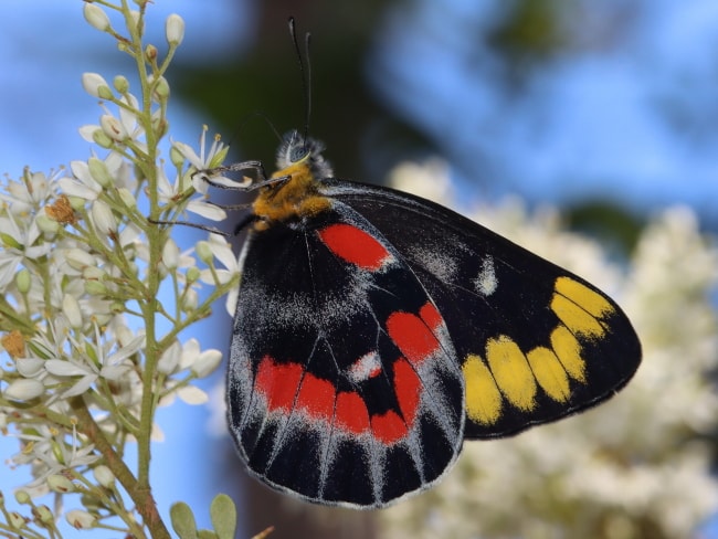 Delias harpalyce (Imperial Jezebel)