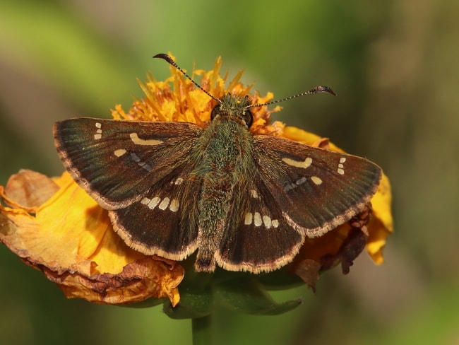 Dispar compacta (Dispar Skipper)