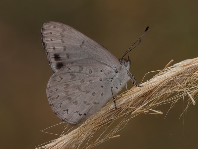 Erina hyacinthina (Varied Dusky-blue)