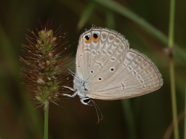 Euchrysops cnejus (Spotted Pea-Blue)