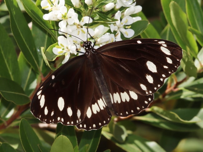 Euploea corinna (Common Crow)