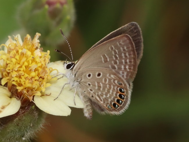 Freyeria putli (Jewelled Grass-blue)