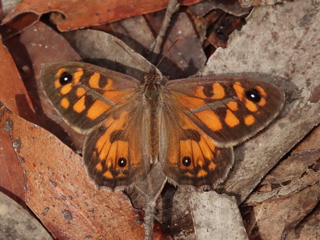 Geitoneura klugii (Marbled Xenica)