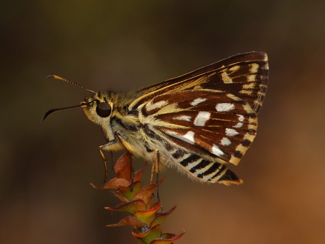 Hesperilla crypsargyra (Silver Sedge-skipper)