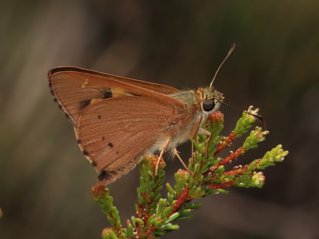 Hesperilla idothea (Flame Sedge-skipper)