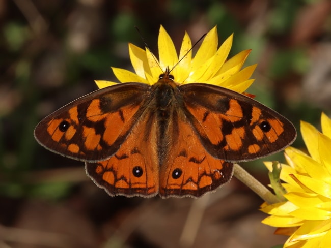 Heteronympha penelope (Shouldered Brown)