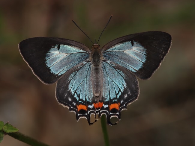 Jalmenus evagoras (Imperial Blue)