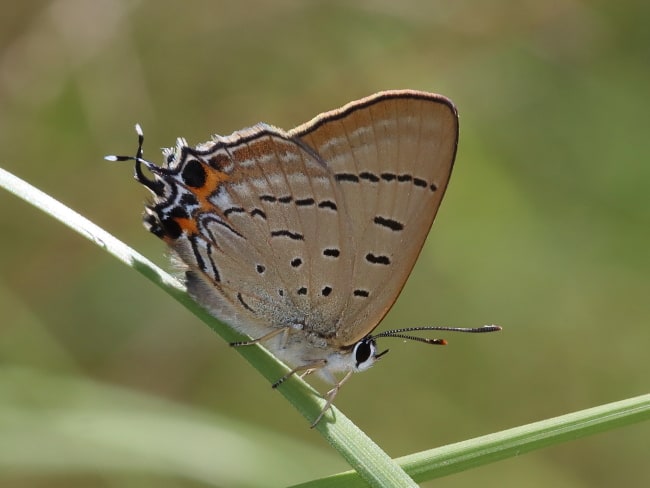 Jalmenus ictinus (Stencilled Hairstreak)