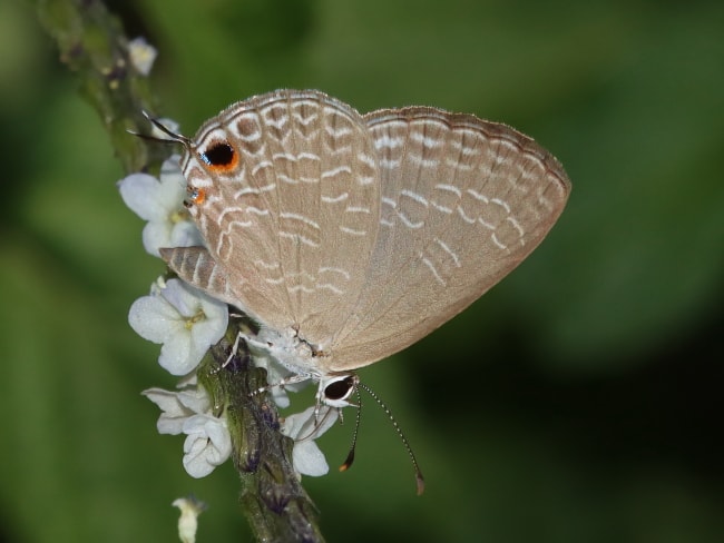 Jamides phaseli (Purple Cerulean)