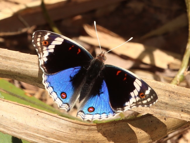 Junonia orithya (Blue Argus)