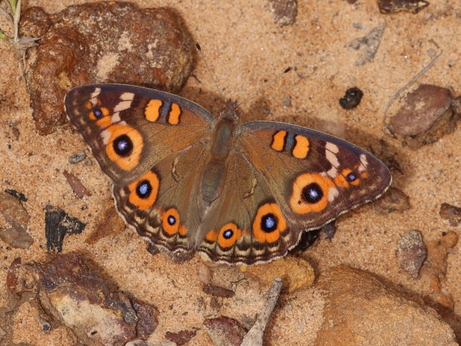 Junonia villida (Meadow Argus)