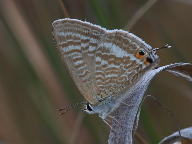 Lampides boeticus (Long-tailed Pea-Blue)