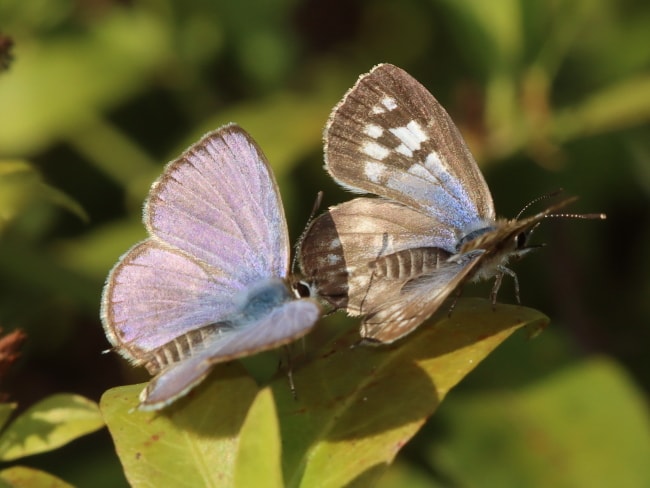 Leptotes plinius (Zebra Blue)