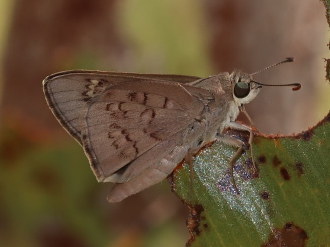 Mesodina gracillima (Northern Iris-skipper)