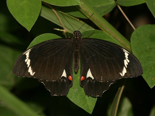 Papilio aegeus (Orchard Swallowtail)