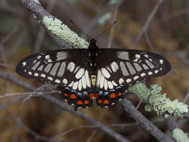 Papilio anactus (Dingy Swallowtail)