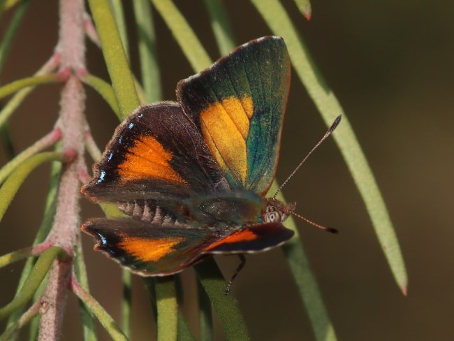 Paralucia aurifera (Bright Copper)