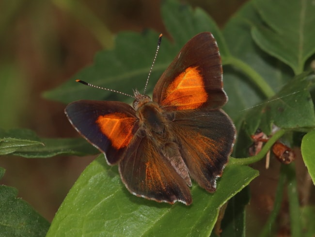 Paralucia pyrodiscus (Dull Copper)