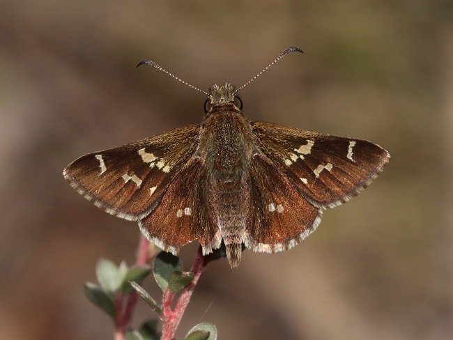 Pasma tasmanica (Two-spotted Grass-skipper)