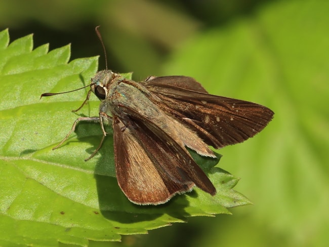 Pelopidas lyelli (Lyell's Swift)