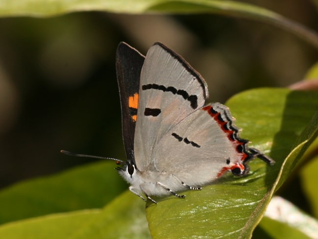 Pseudalmenus chlorinda (Silky Hairstreak)