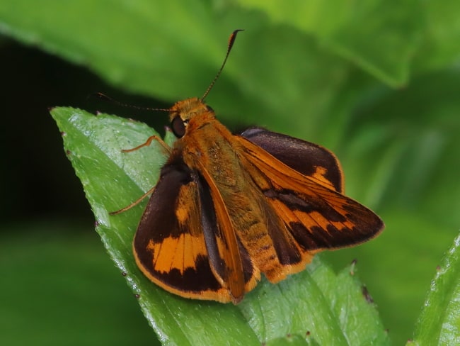 Telicota augias (Bright-orange Darter)