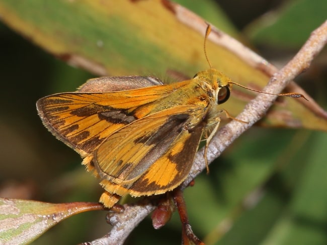 Telicota colon (Pale-orange Darter)