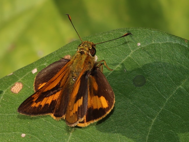 Telicota paceka (Narrow-brand Darter)