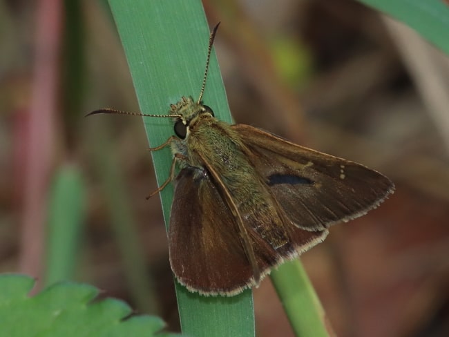 Timoconia peron (Dingy Skipper)