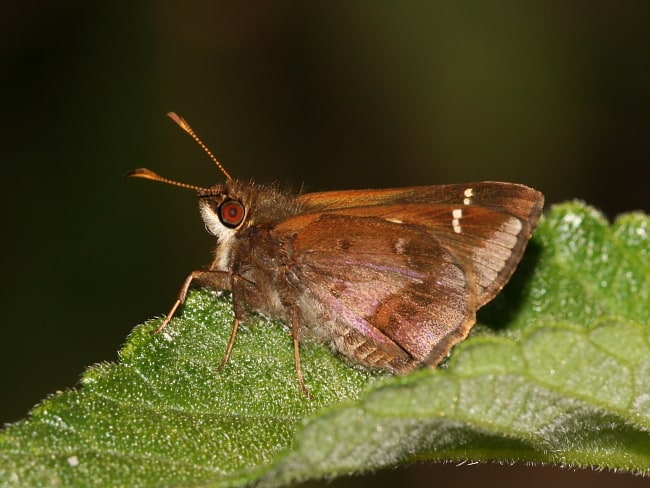 Toxidia doubledayi (Lilac Grass-skipper)