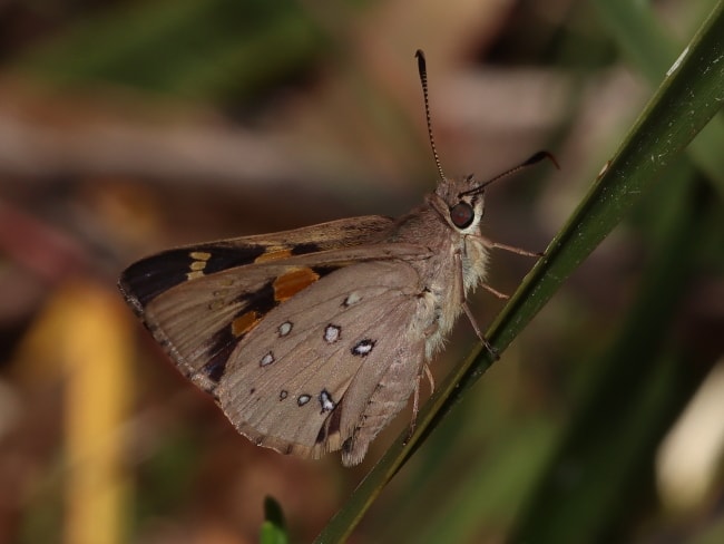 Trapezites iacchoides (Silver-studded Ochre)