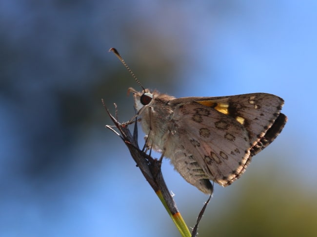 Trapezites phigalioides (Montane Ochre)