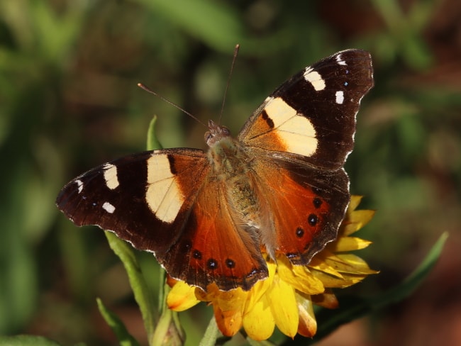 Vanessa itea (Yellow Admiral)