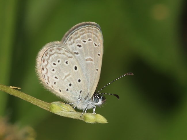 Zizula hylax (Dainty Grass-blue)