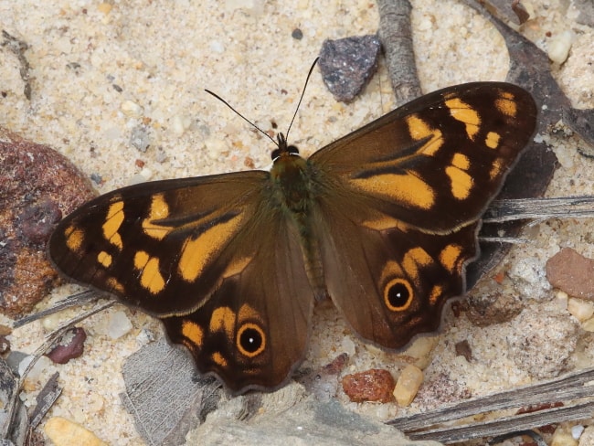 Heteronympha banksii (Banks's Brown)