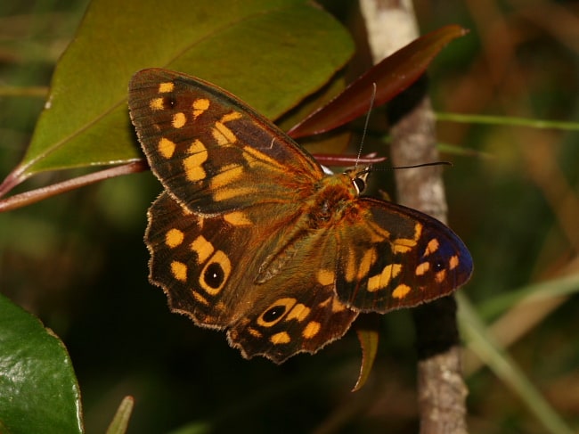 Heteronympha paradelpha (Spotted Brown)