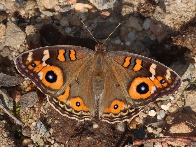 Junonia villida (Meadow Argus)