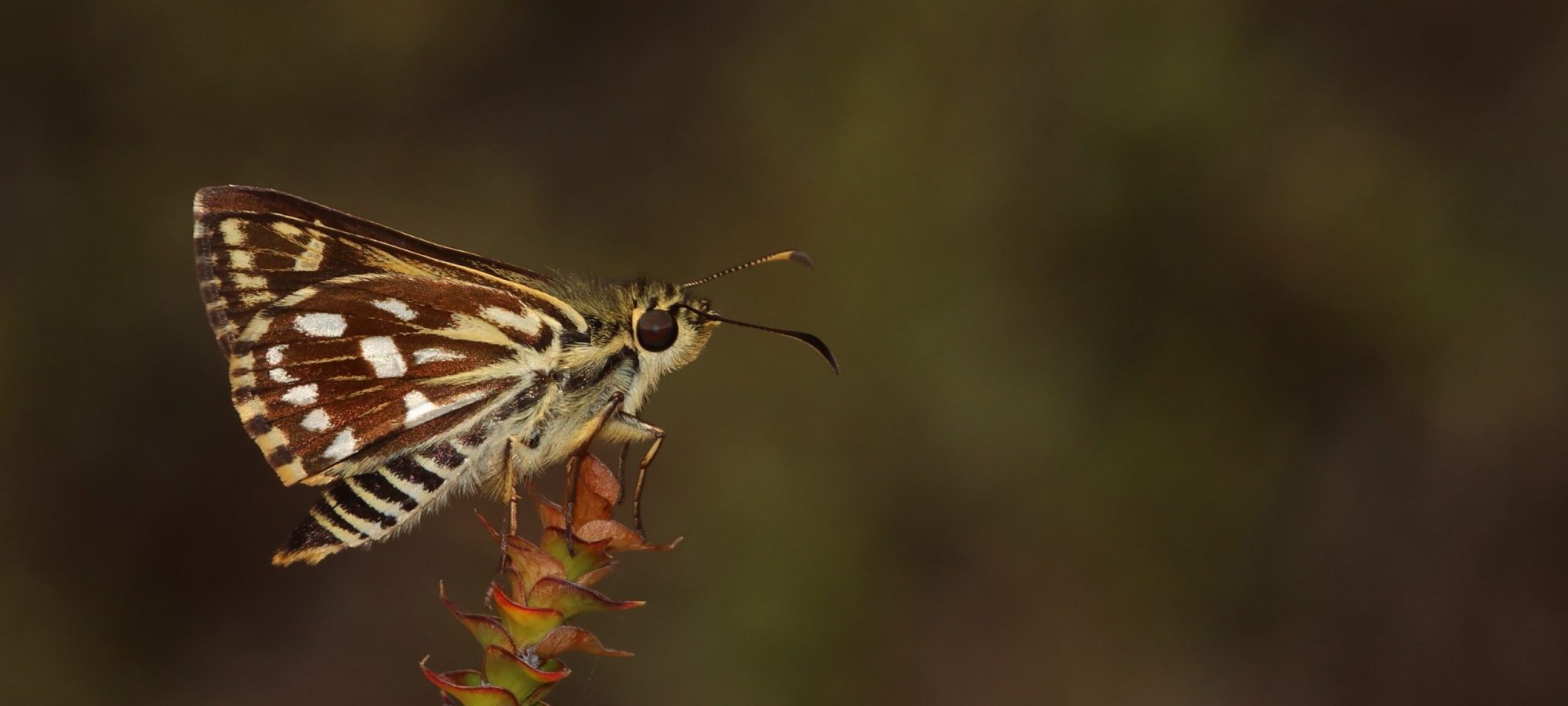 Banner-Hesperiidae