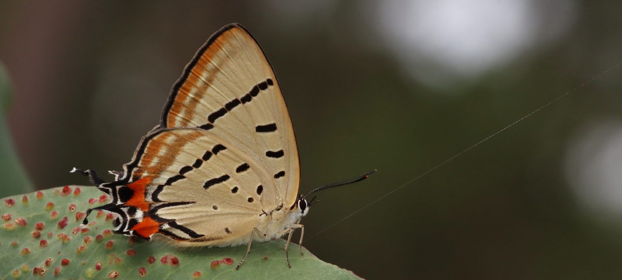 Banner-Lycaenidae