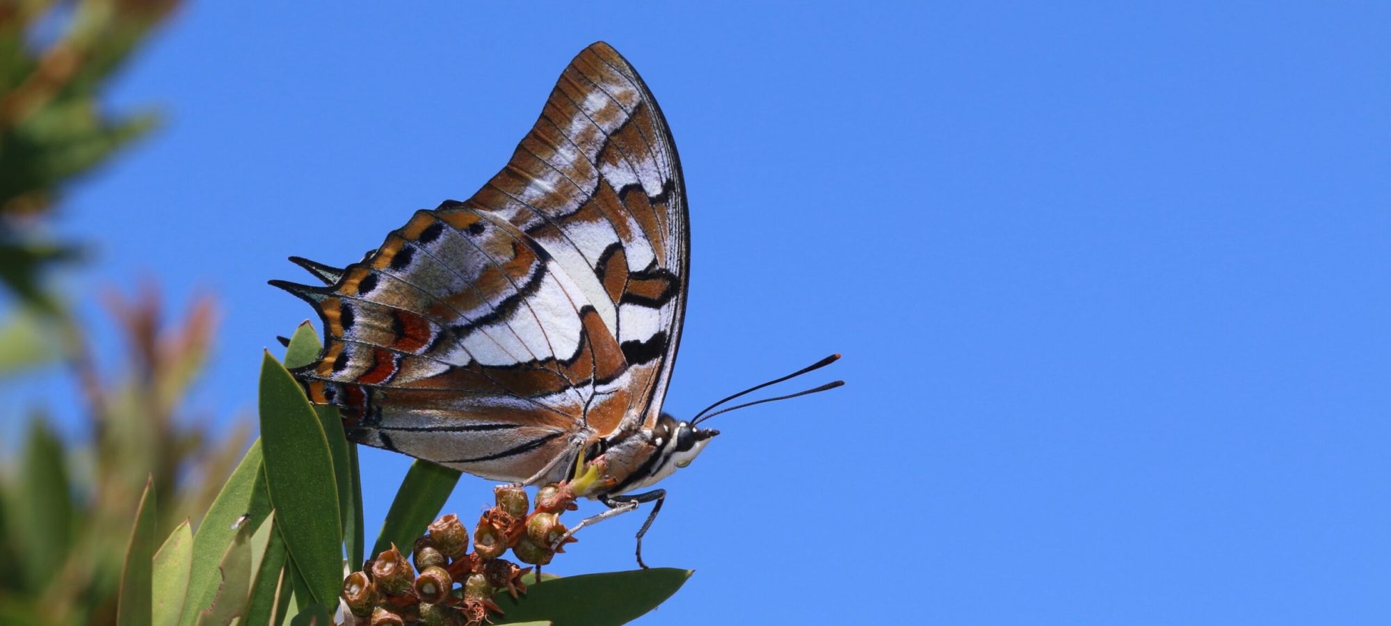 Nymphalidae