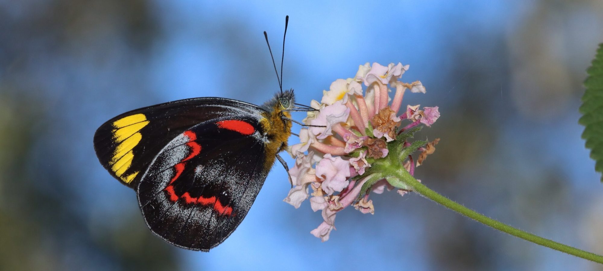 Banner-Pieridae